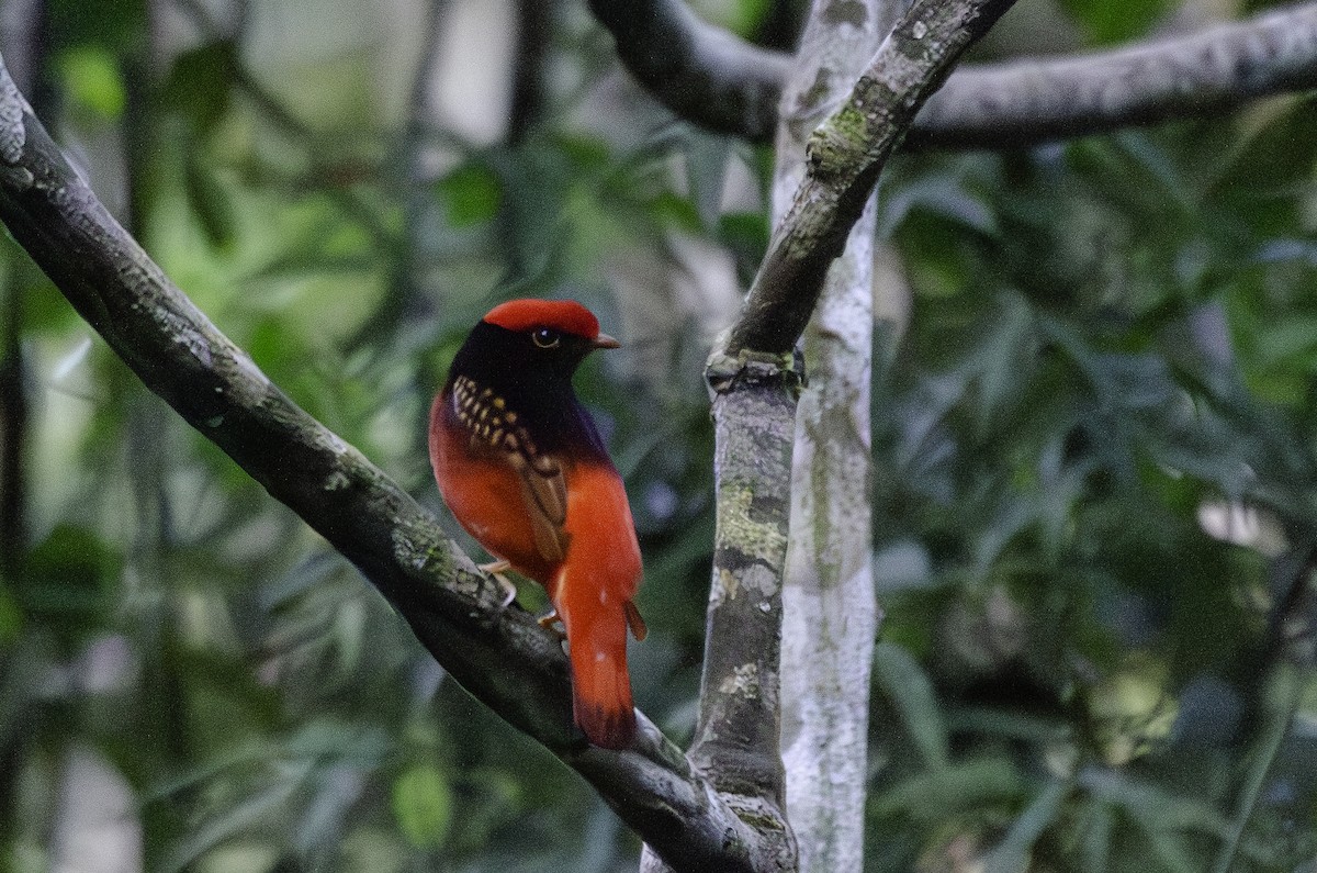 Guianan Red-Cotinga - ML638276231