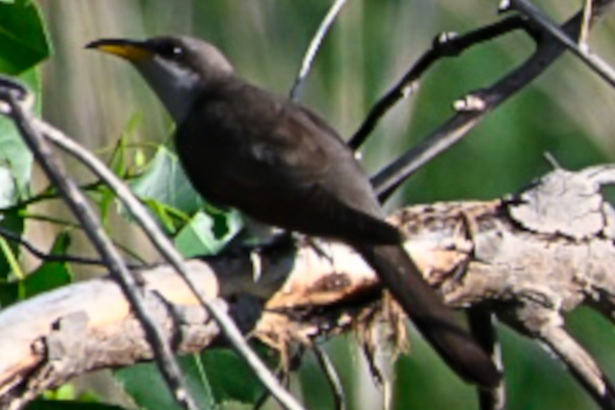 Yellow-billed Cuckoo - ML638276233