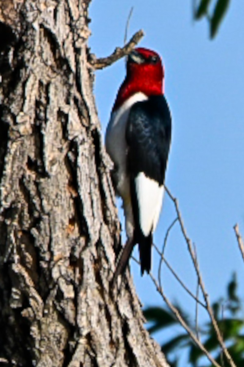Red-headed Woodpecker - ML638276249