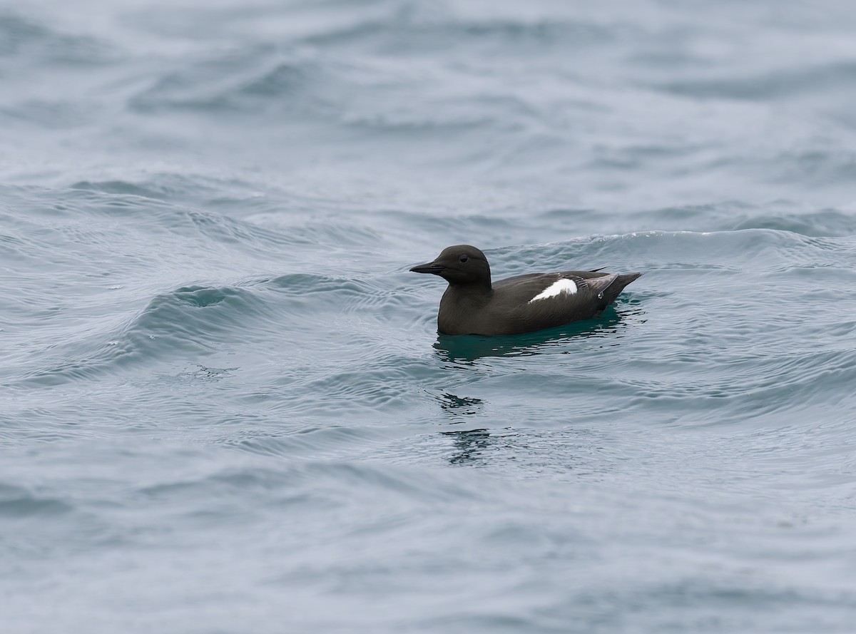 Black Guillemot - ML638276250