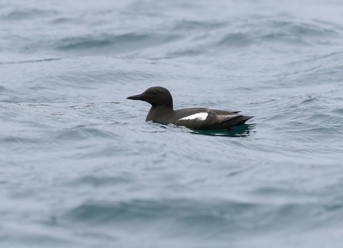 Black Guillemot - ML638276252