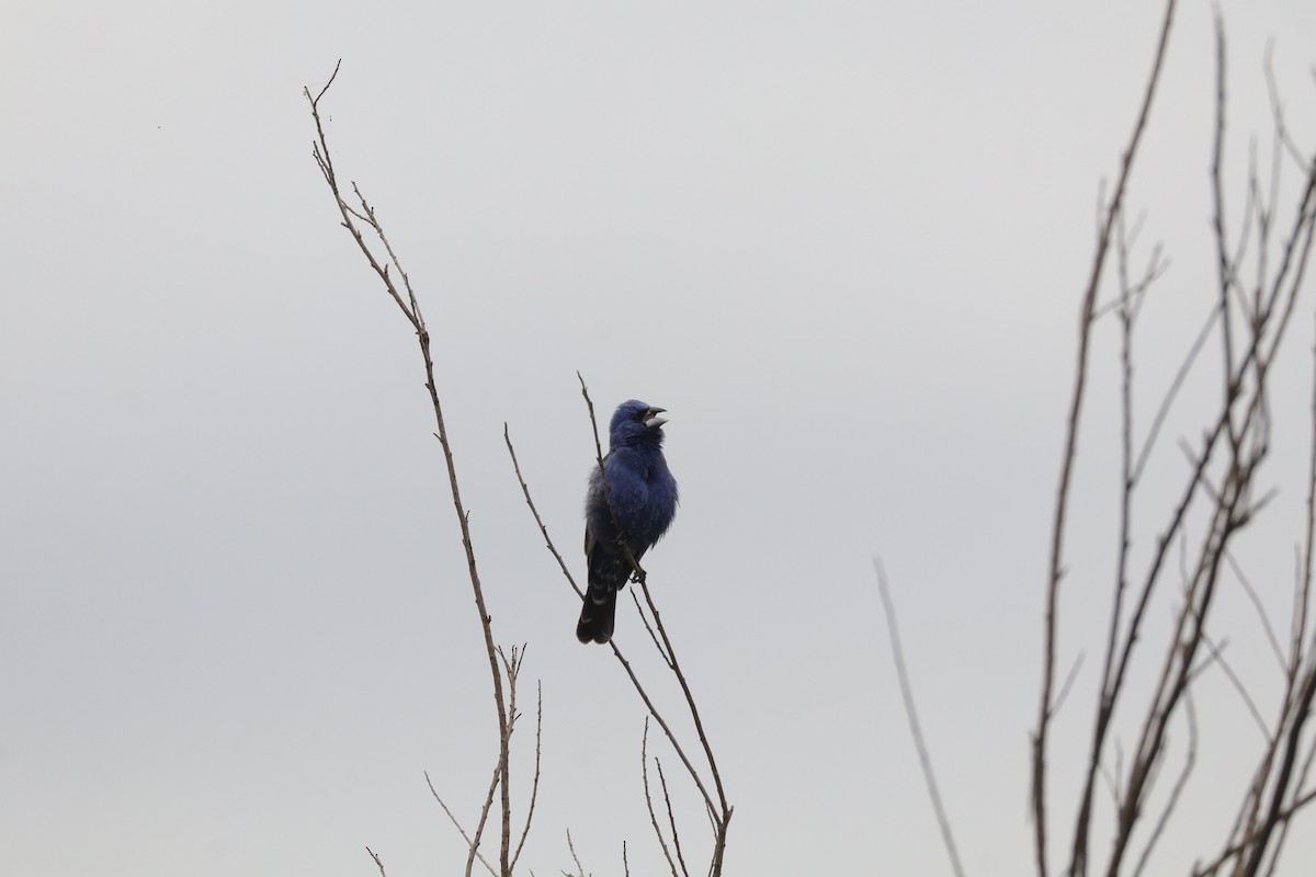 Blue Grosbeak - ML638276256