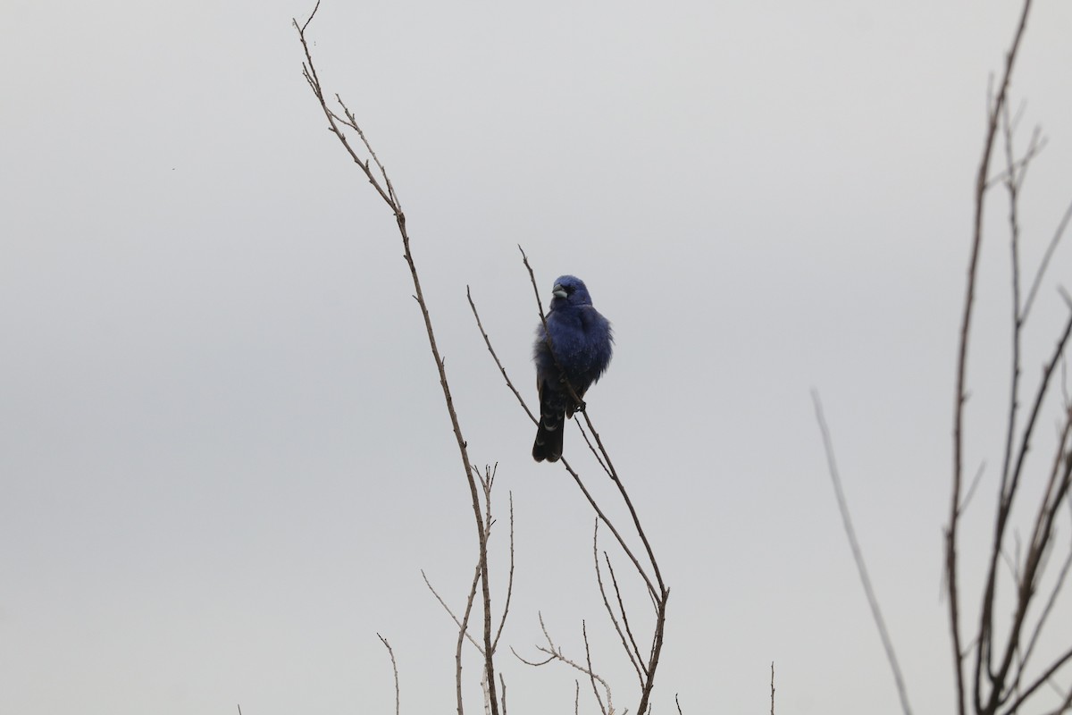 Blue Grosbeak - ML638276257