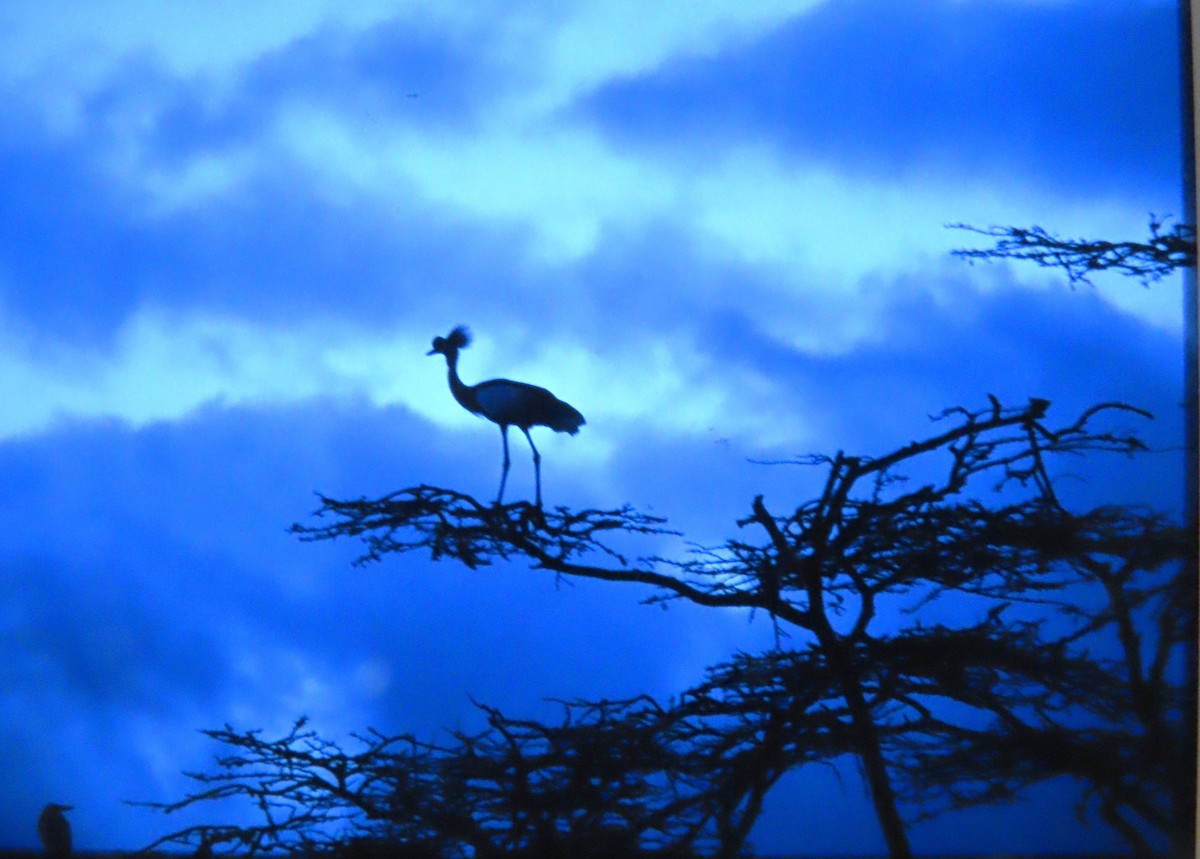 Gray Crowned-Crane - ML638276268