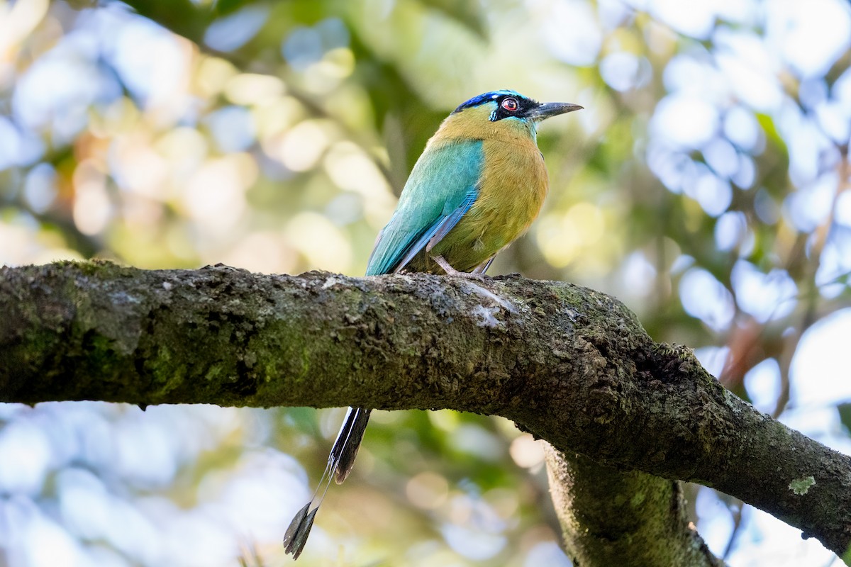 Lesson's Motmot - ML638276269