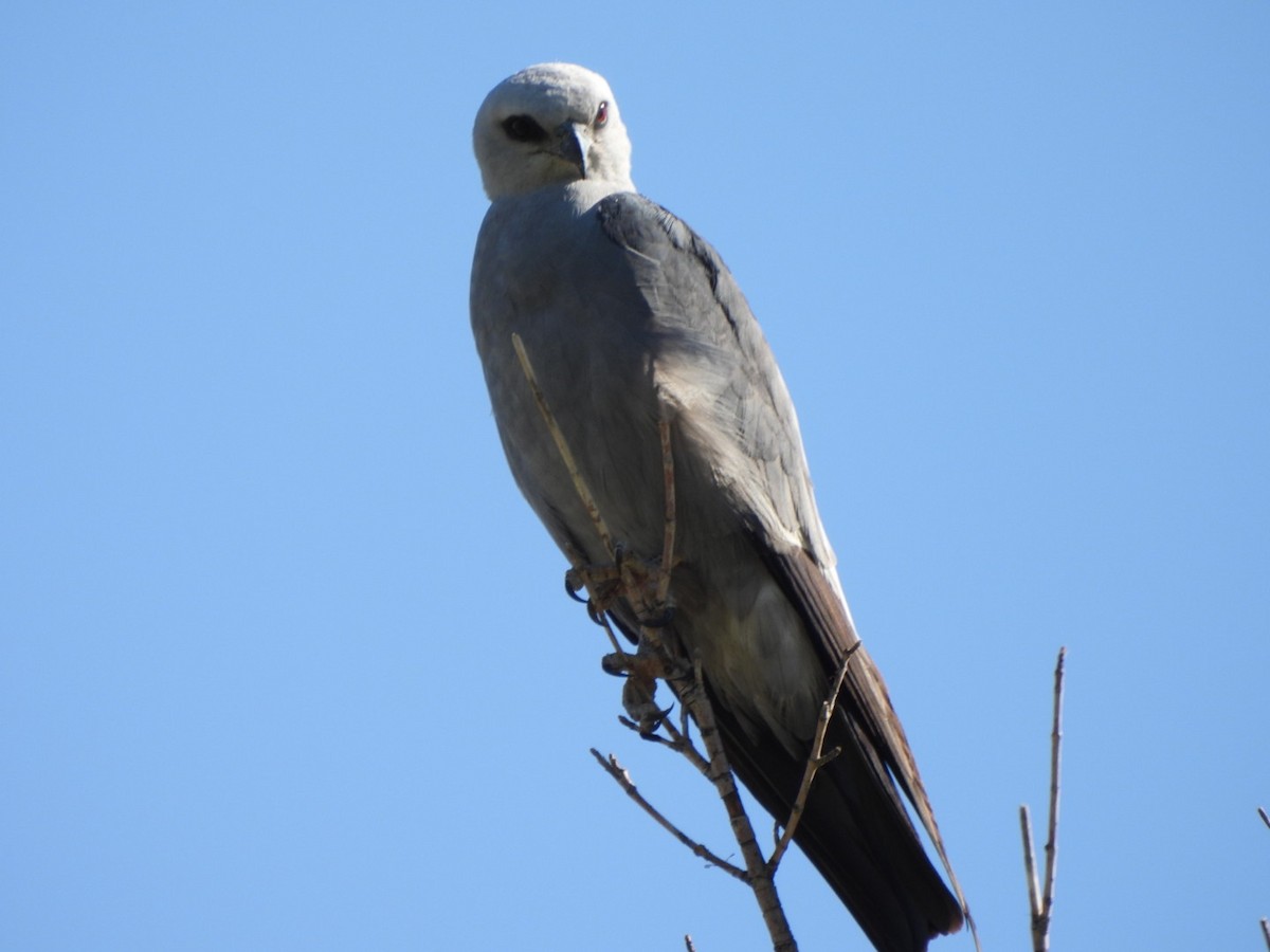 Mississippi Kite - ML638276273