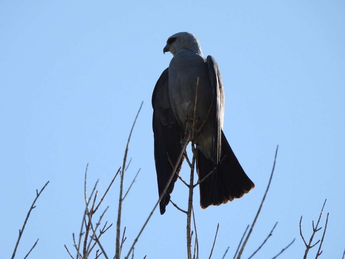 Mississippi Kite - ML638276274