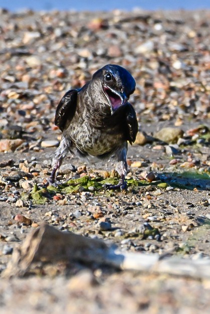 Purple Martin - ML638276276