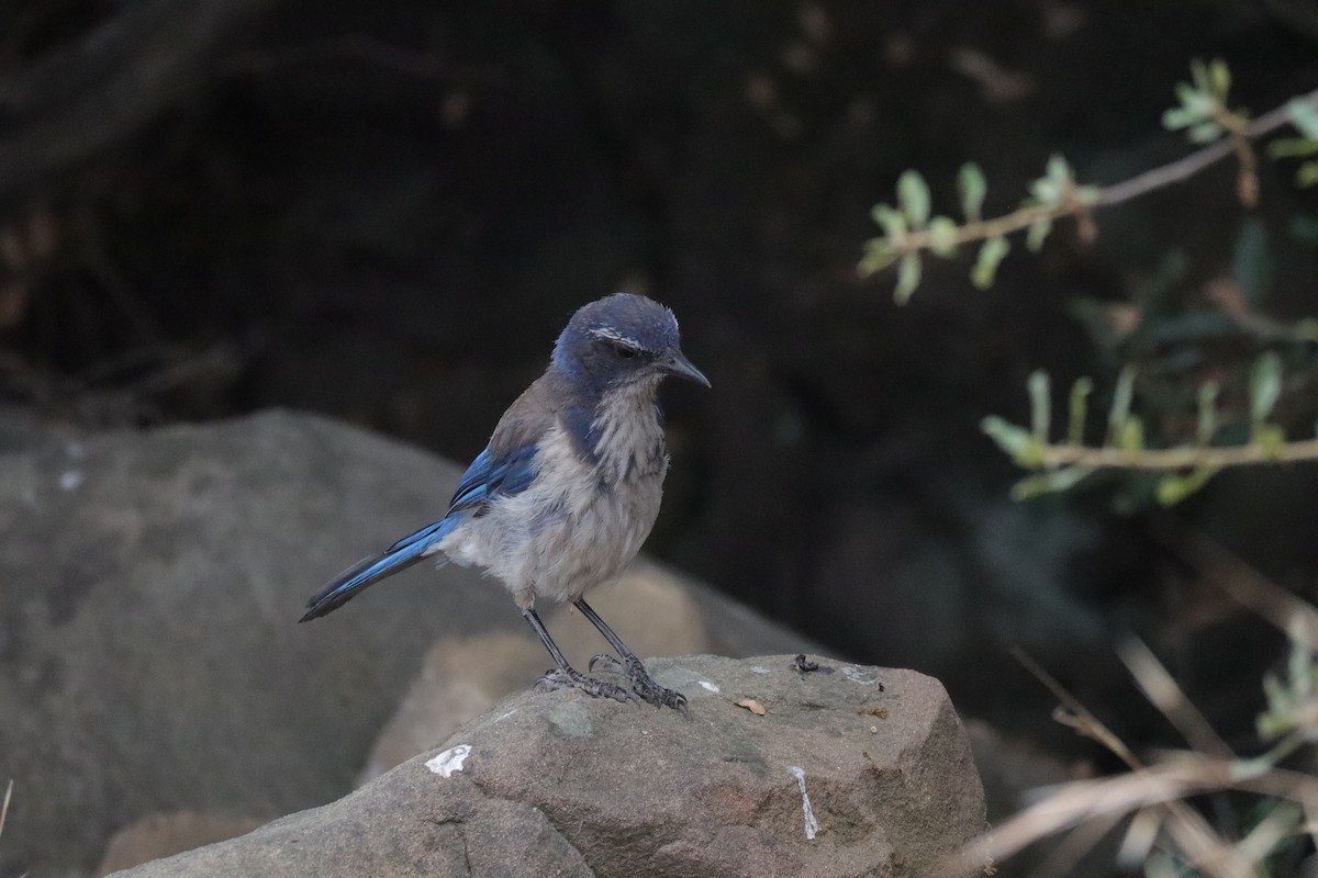 California Scrub-Jay - ML638276277