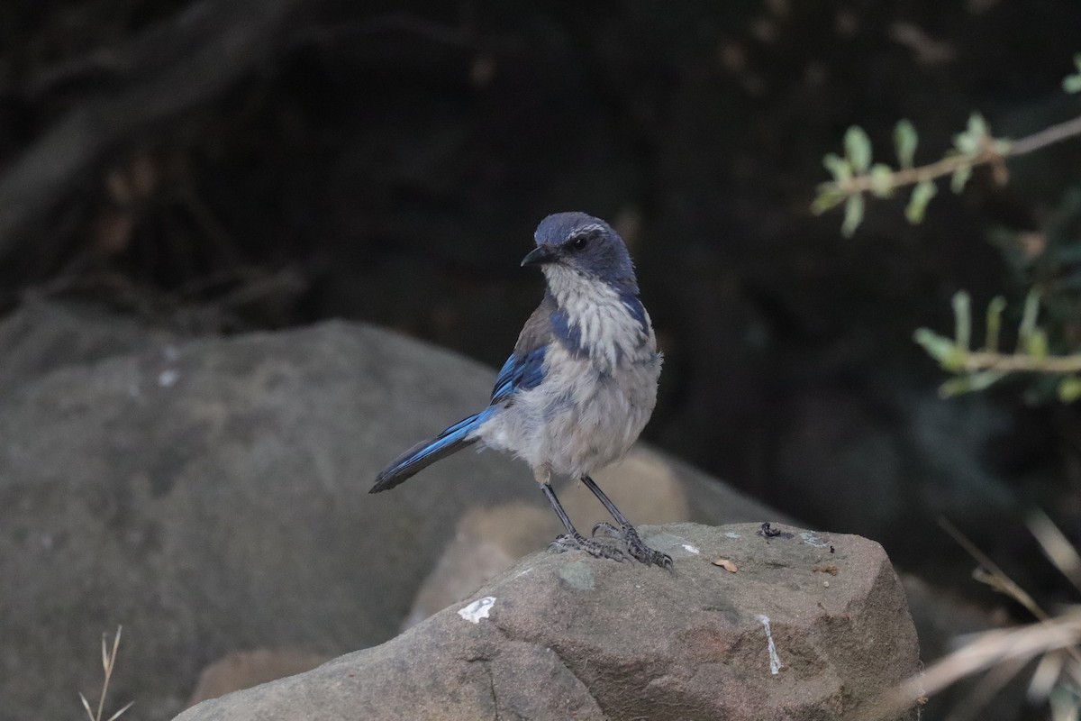 California Scrub-Jay - ML638276278