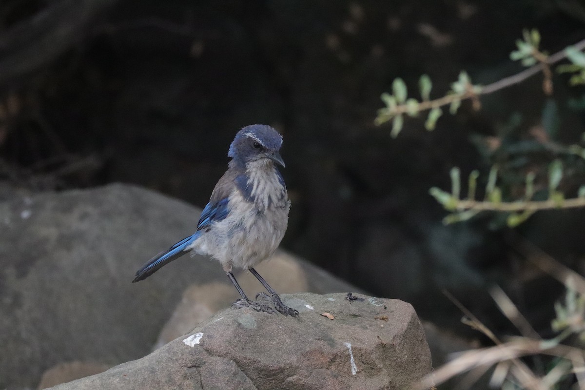 California Scrub-Jay - ML638276279