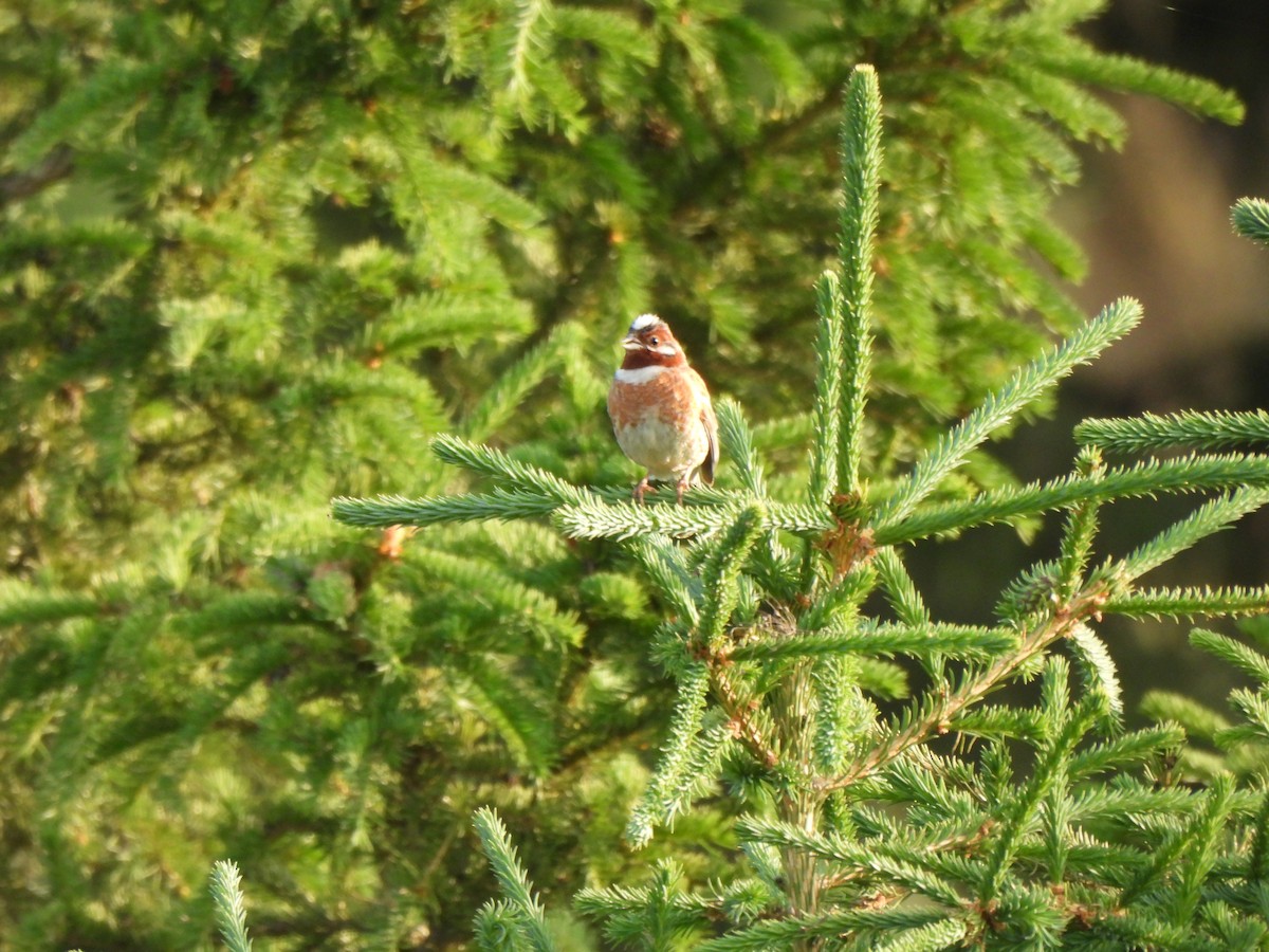 Pine Bunting - ML638276281