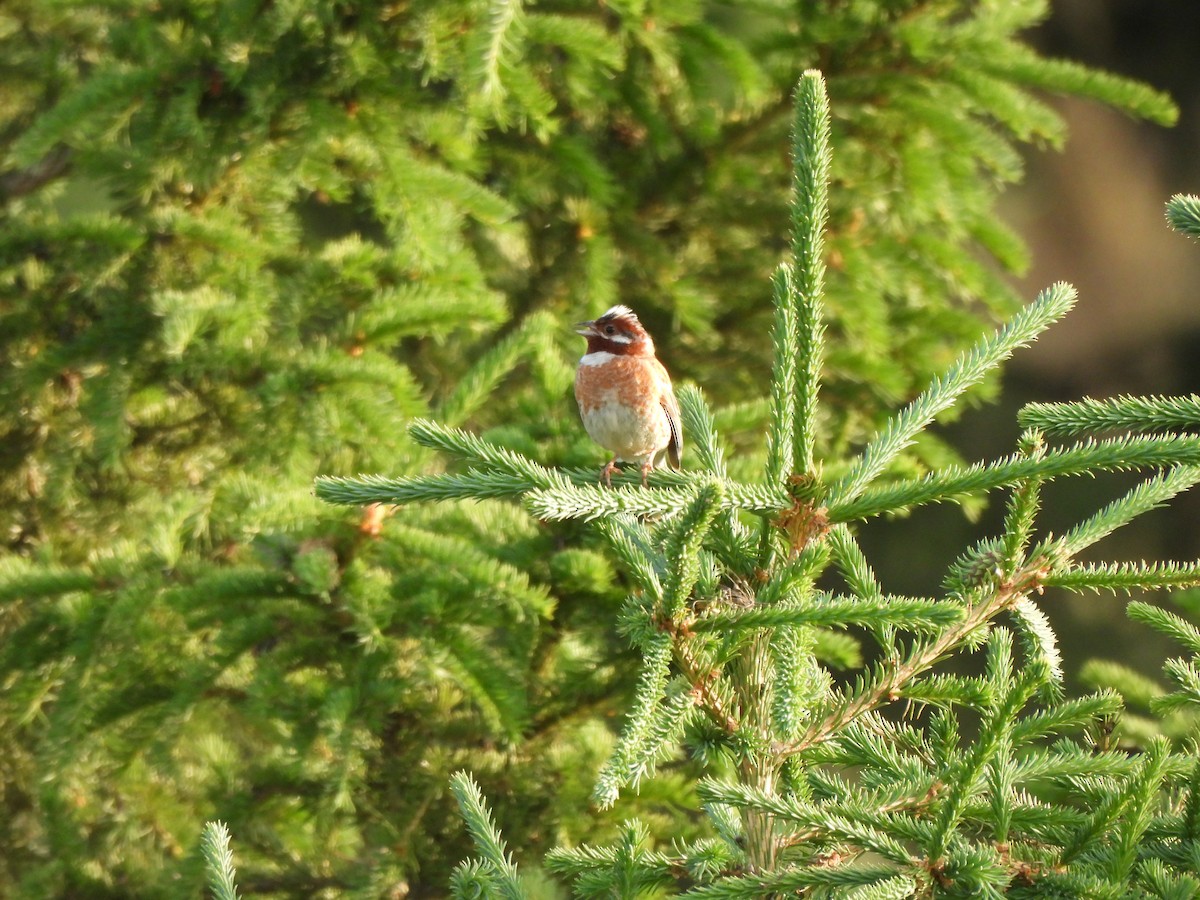 Pine Bunting - ML638276284