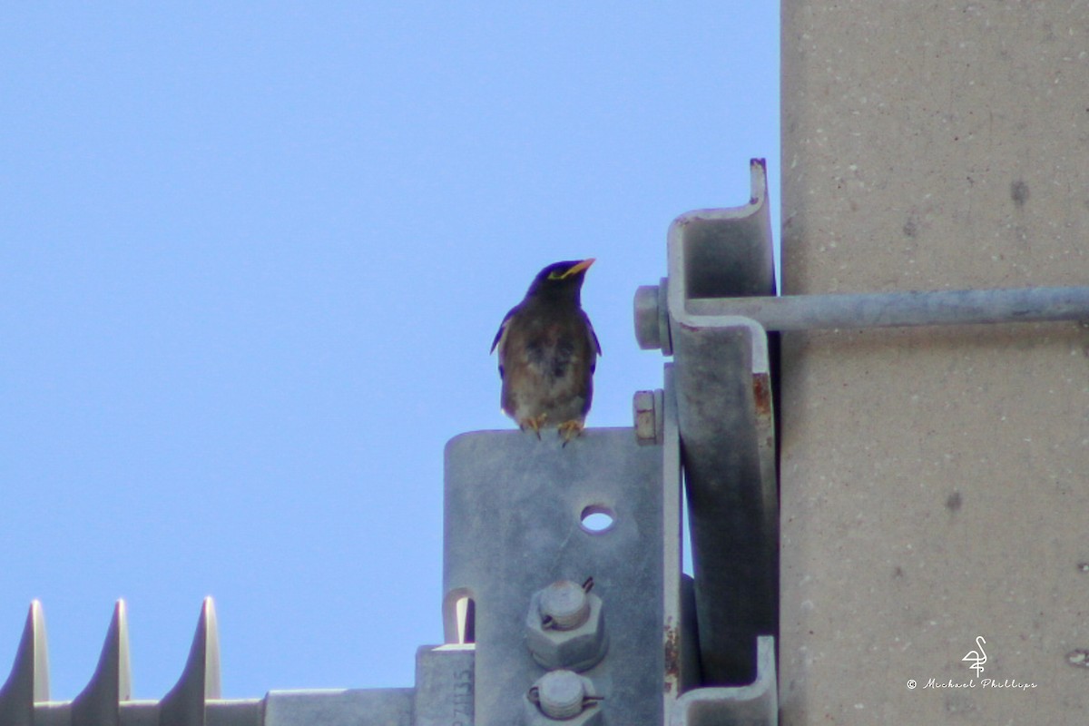 Common Myna - ML638276289