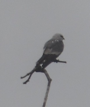 Mississippi Kite - ML638276290