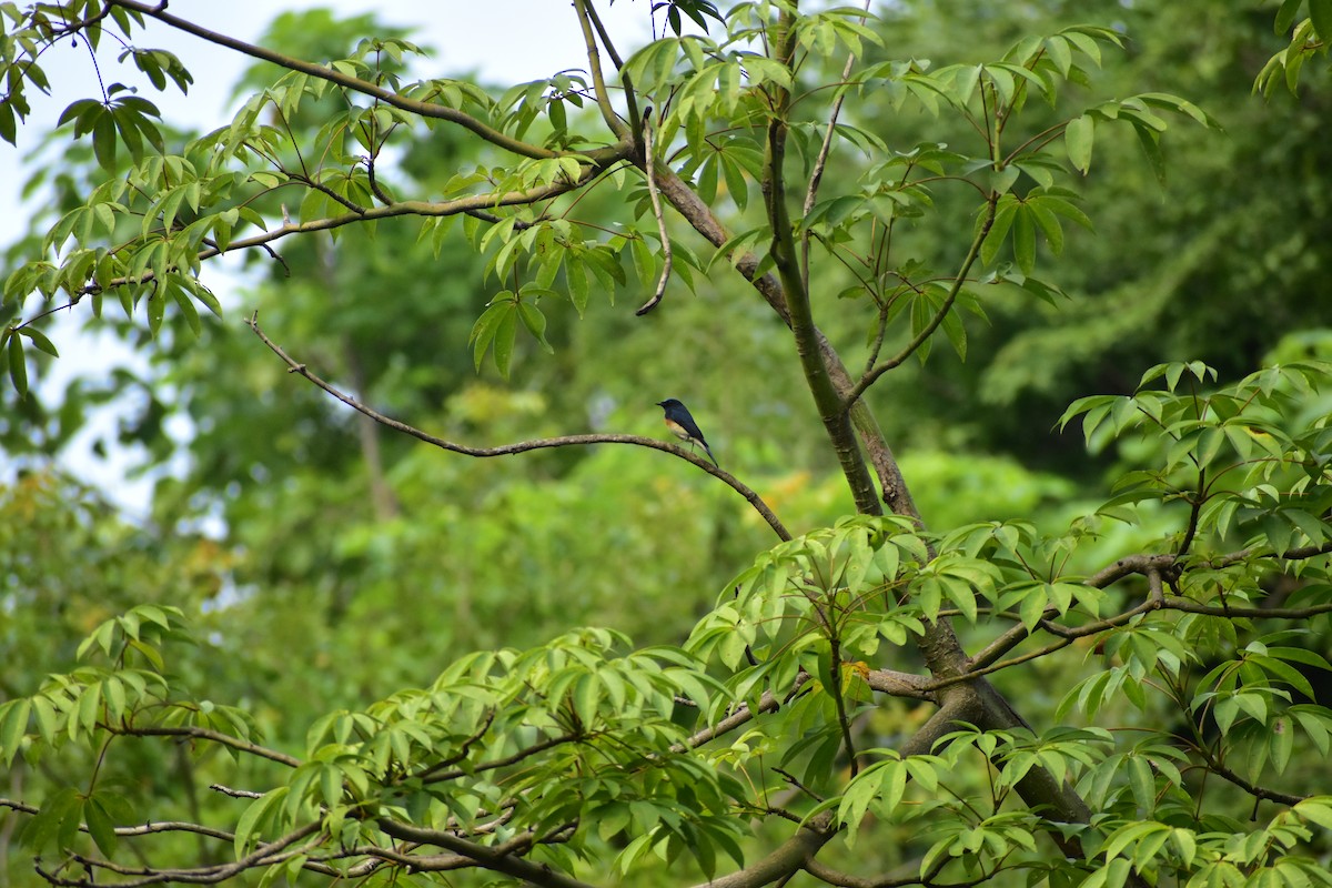 Blue-throated Flycatcher - ML638276291