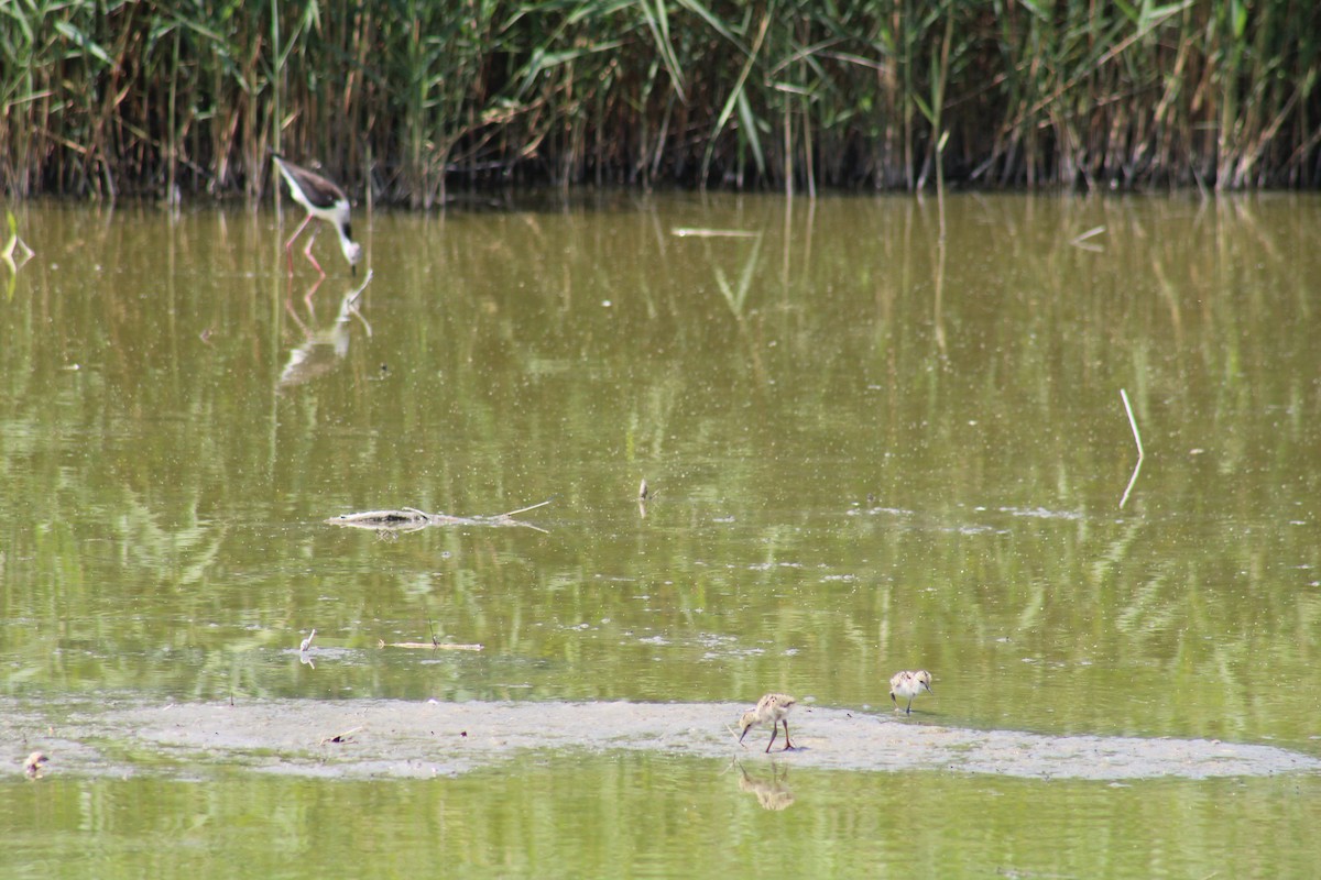 Black-winged Stilt - ML638276310