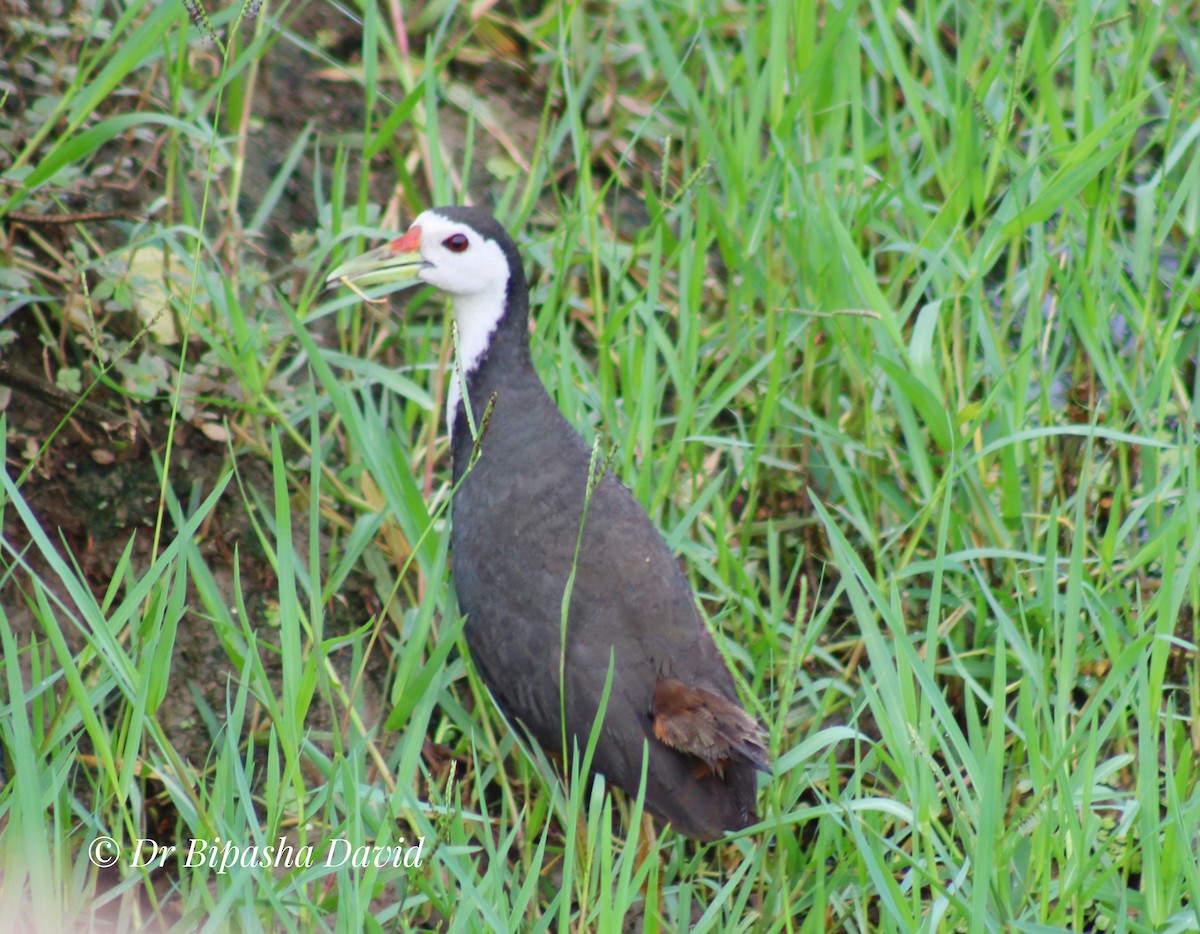 White-breasted Waterhen - ML638276311