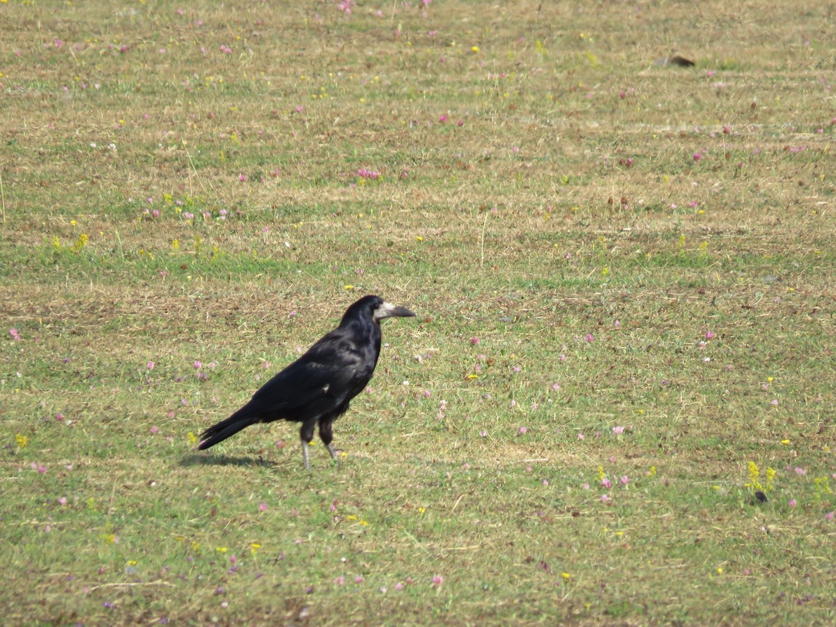 Rook - ML638276331