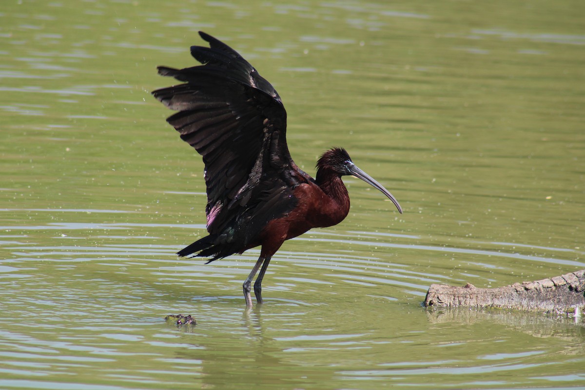 bronseibis - ML638276334