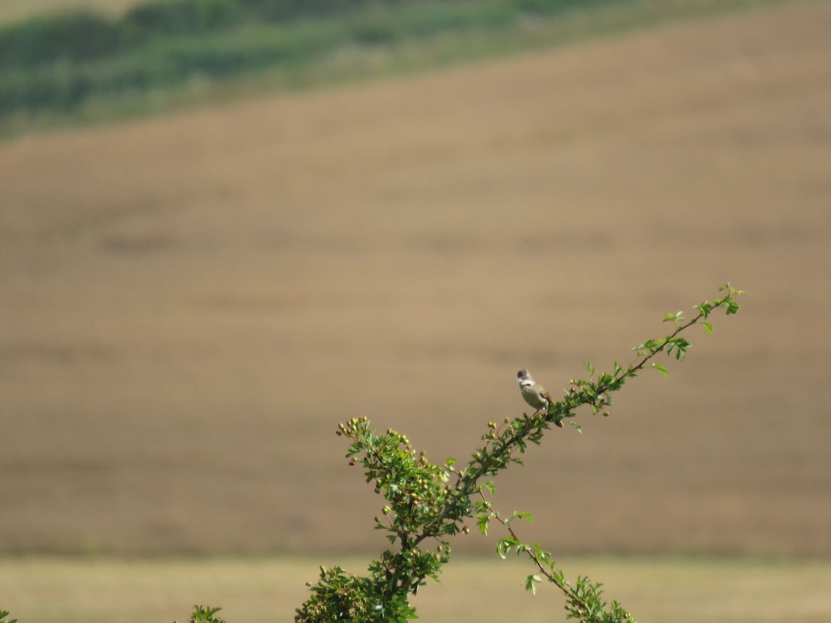 Greater Whitethroat - ML638276336