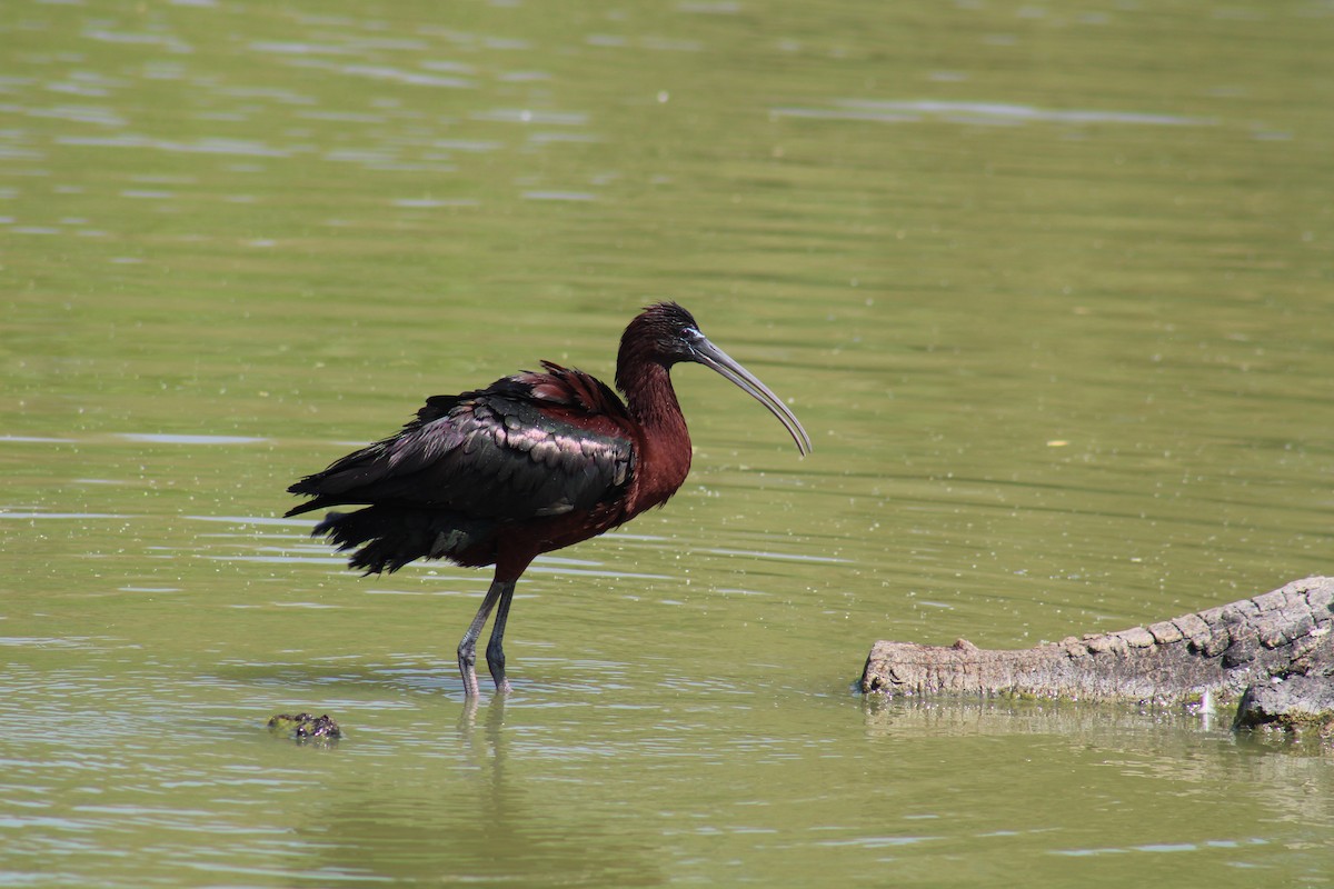 bronseibis - ML638276337