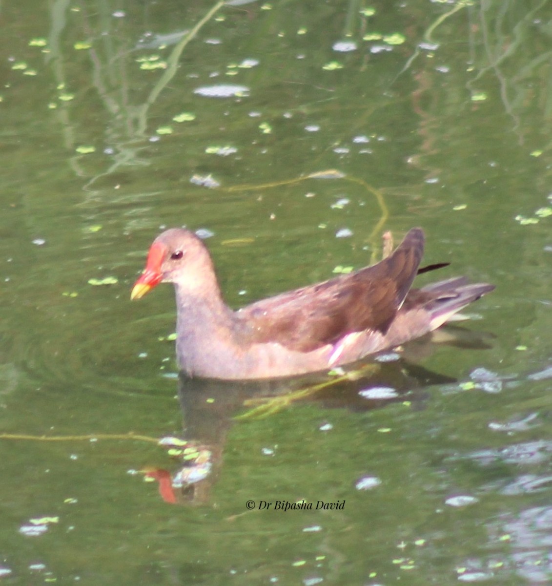 Eurasian Moorhen - ML638276343