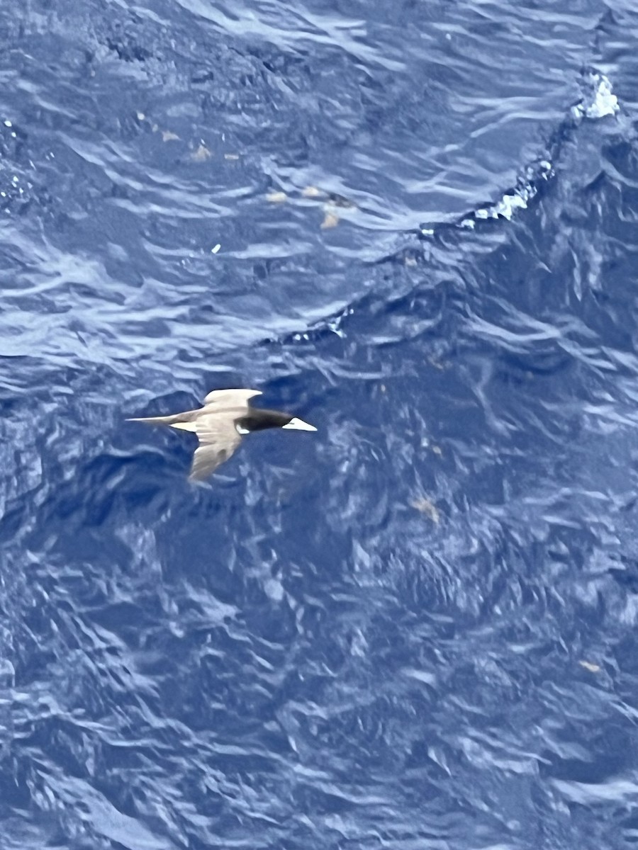 Brown Booby - ML638276346