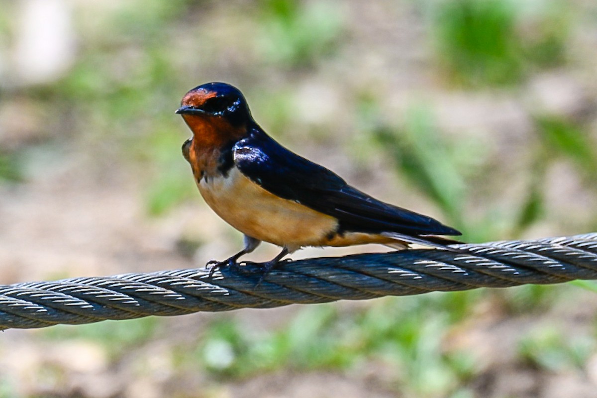 Barn Swallow - ML638276352