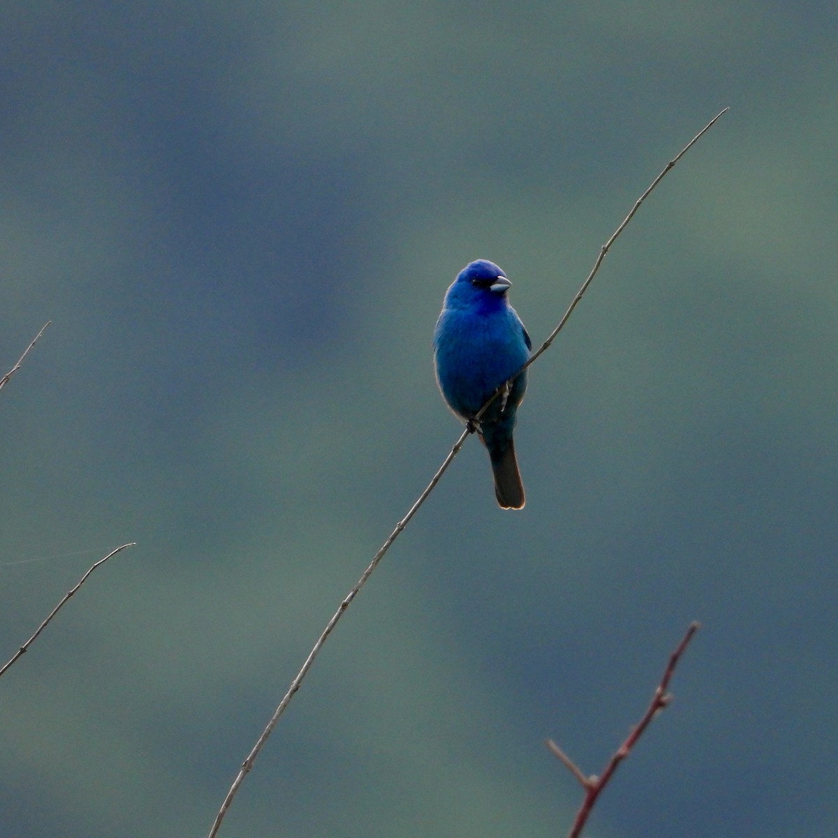 Indigo Bunting - ML638276360