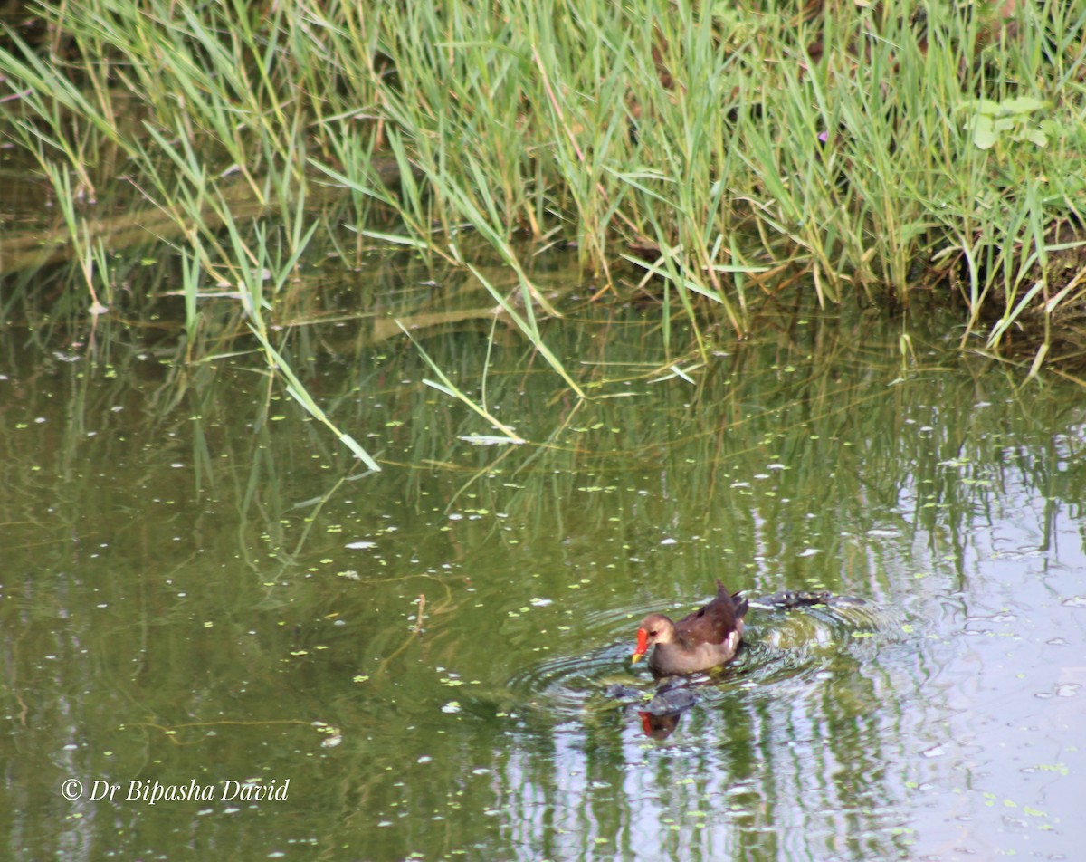 Eurasian Moorhen - ML638276361