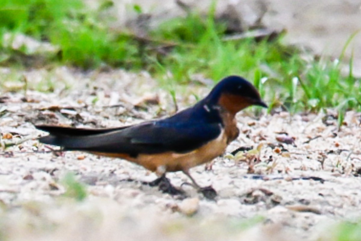 Barn Swallow - ML638276367