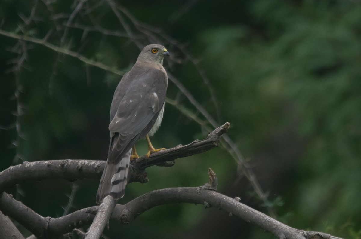 Shikra - ML638276370