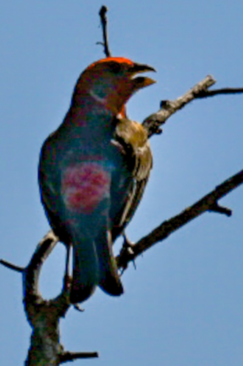 House Finch - ML638276379
