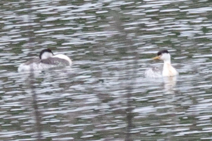 Clark's Grebe - ML638276380