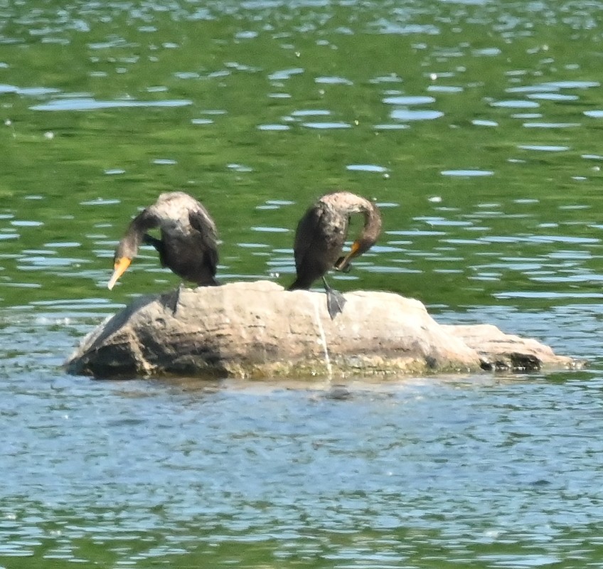 Double-crested Cormorant - ML638276388