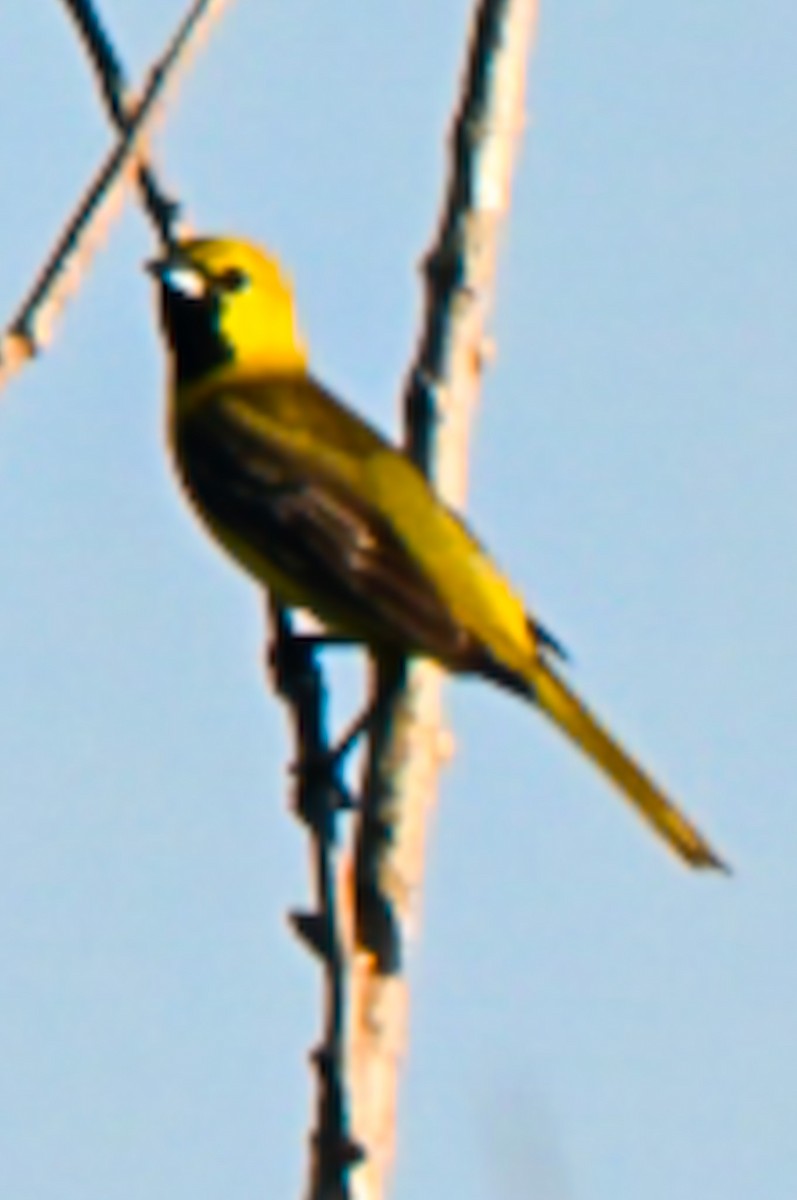 Orchard Oriole - ML638276392