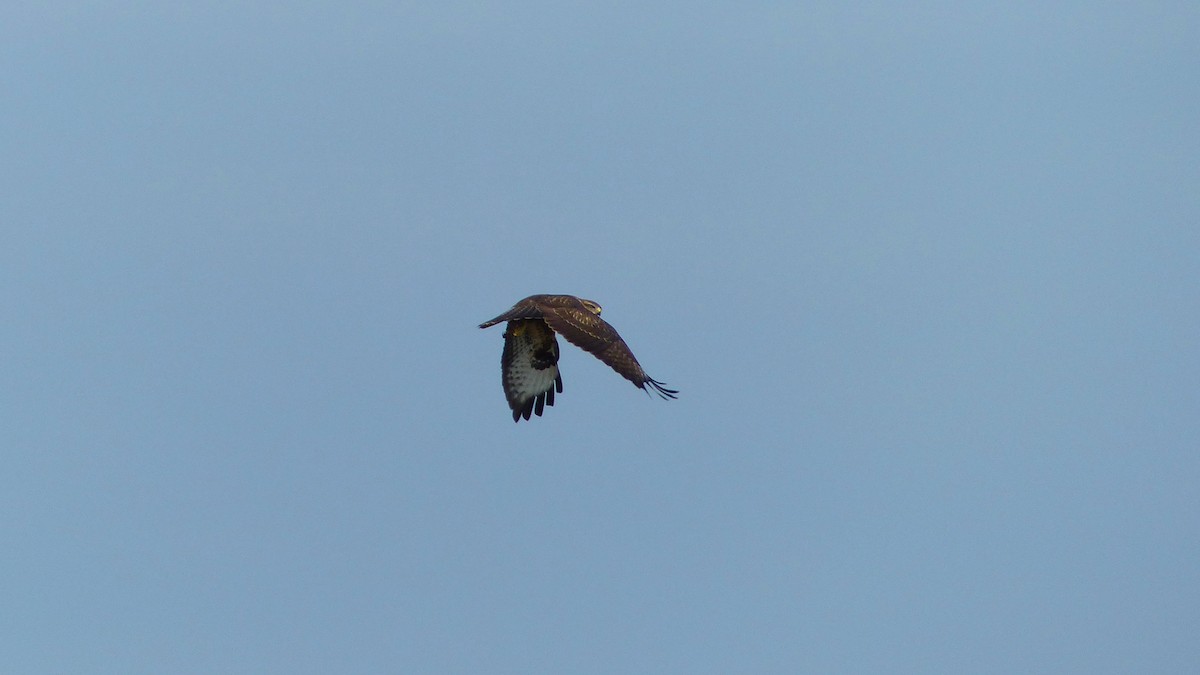 Common Buzzard - ML638276393