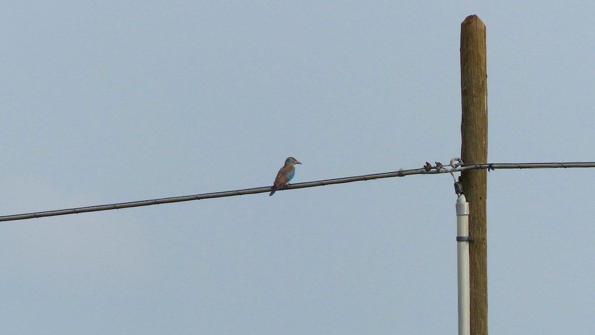 European Roller - ML638276403