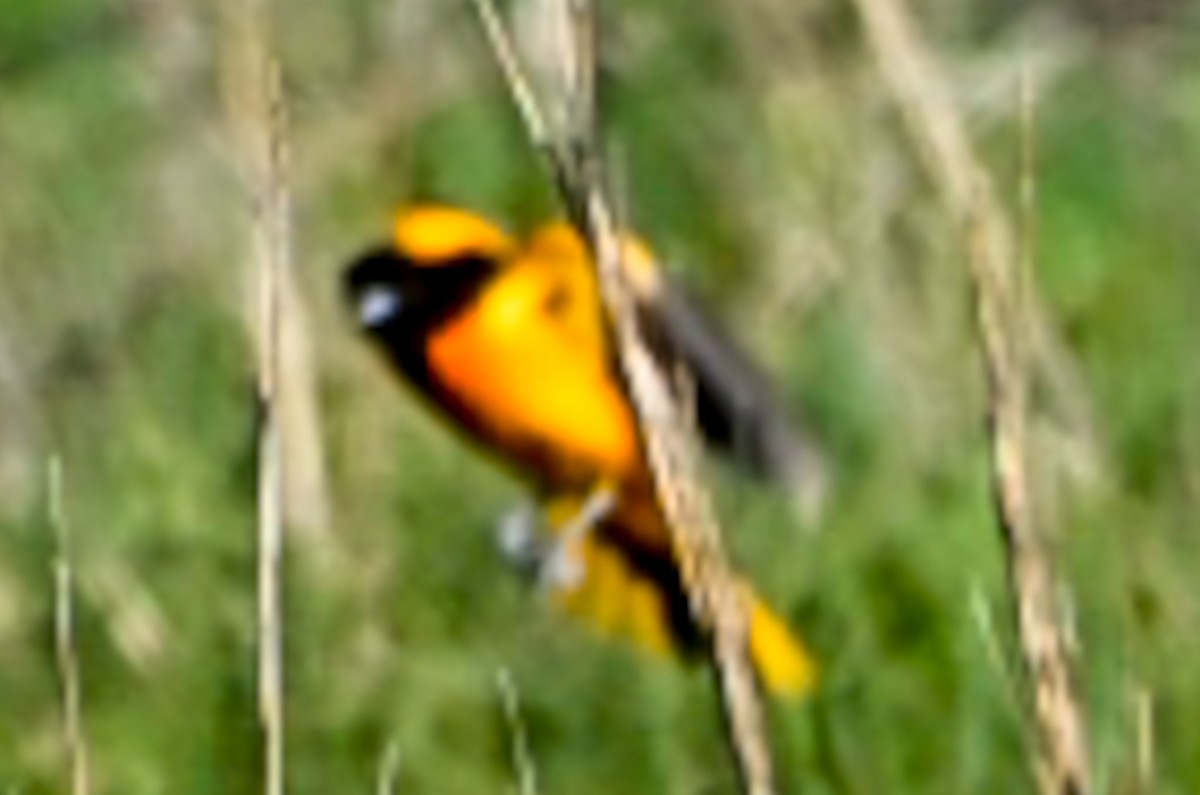 Baltimore Oriole - ML638276410