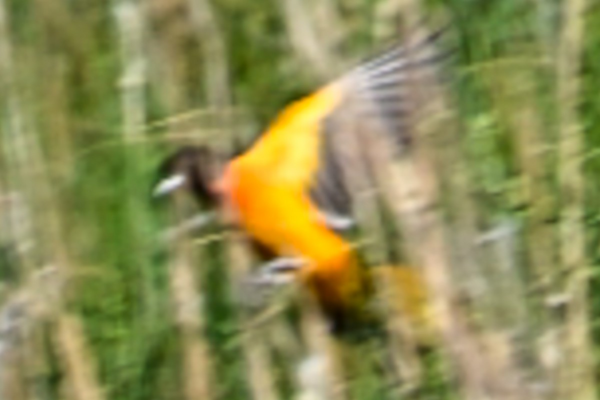 Baltimore Oriole - ML638276411