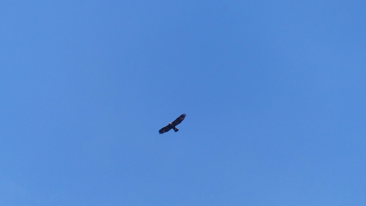 Golden Eagle - ML638276431