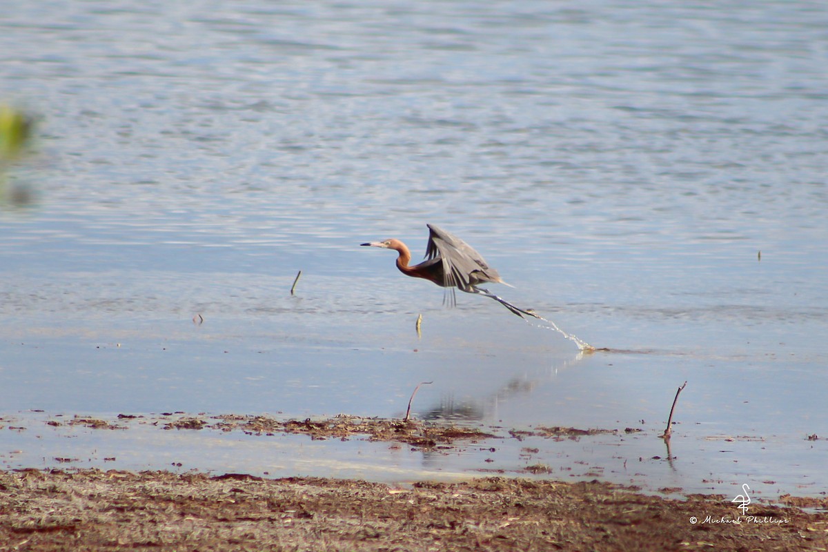 Reddish Egret - ML638276434