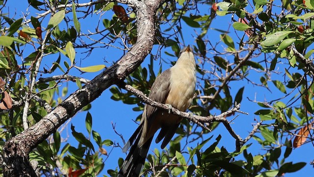 Mangrove Cuckoo - ML638276442