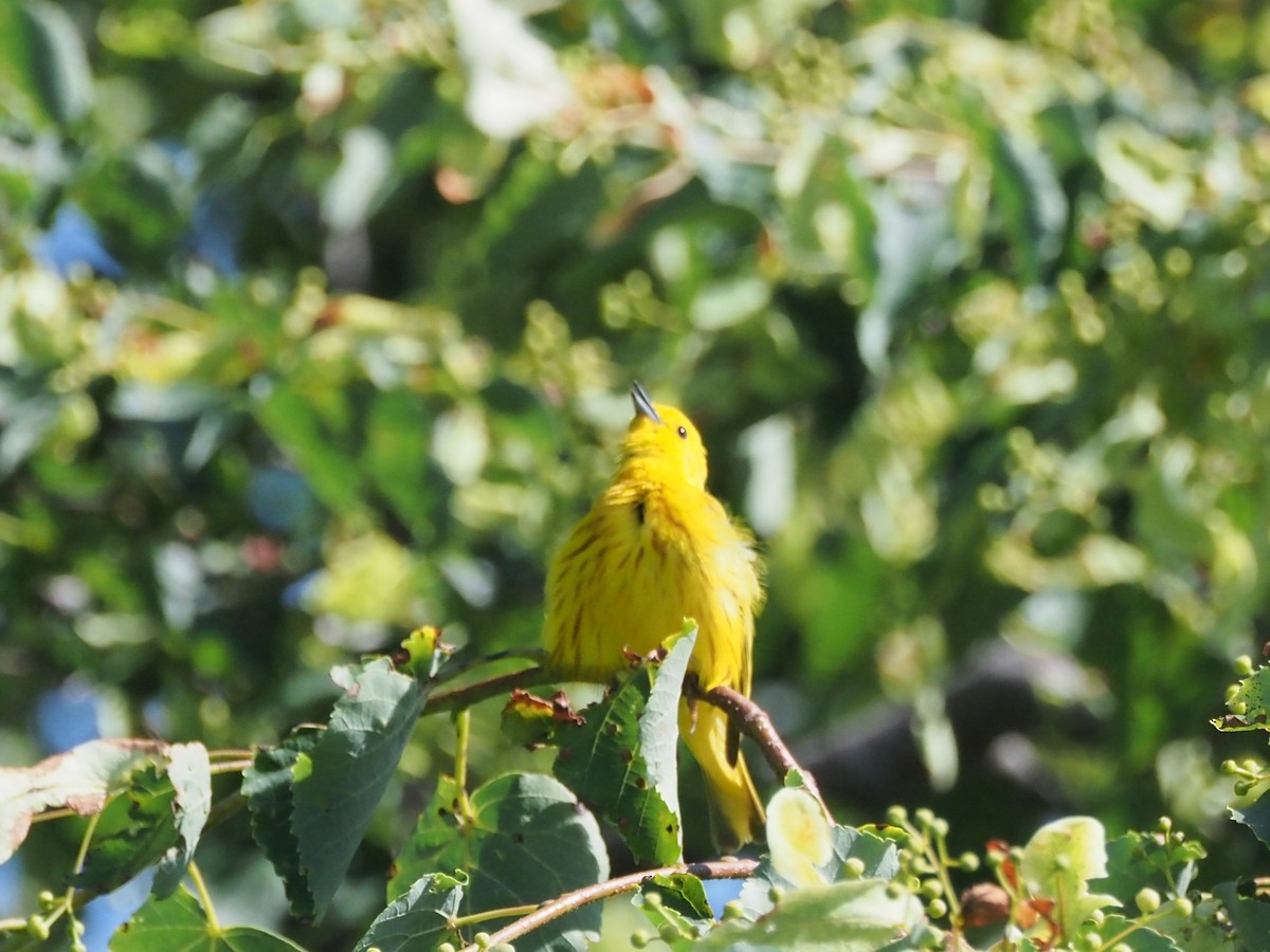 Yellow Warbler - ML638276446