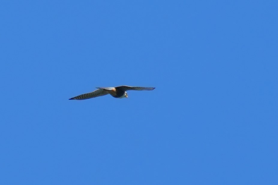 Aplomado Falcon - ML638276457