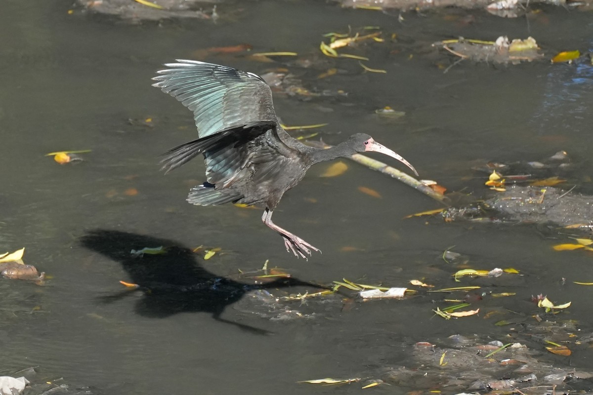 Bare-faced Ibis - ML638276480
