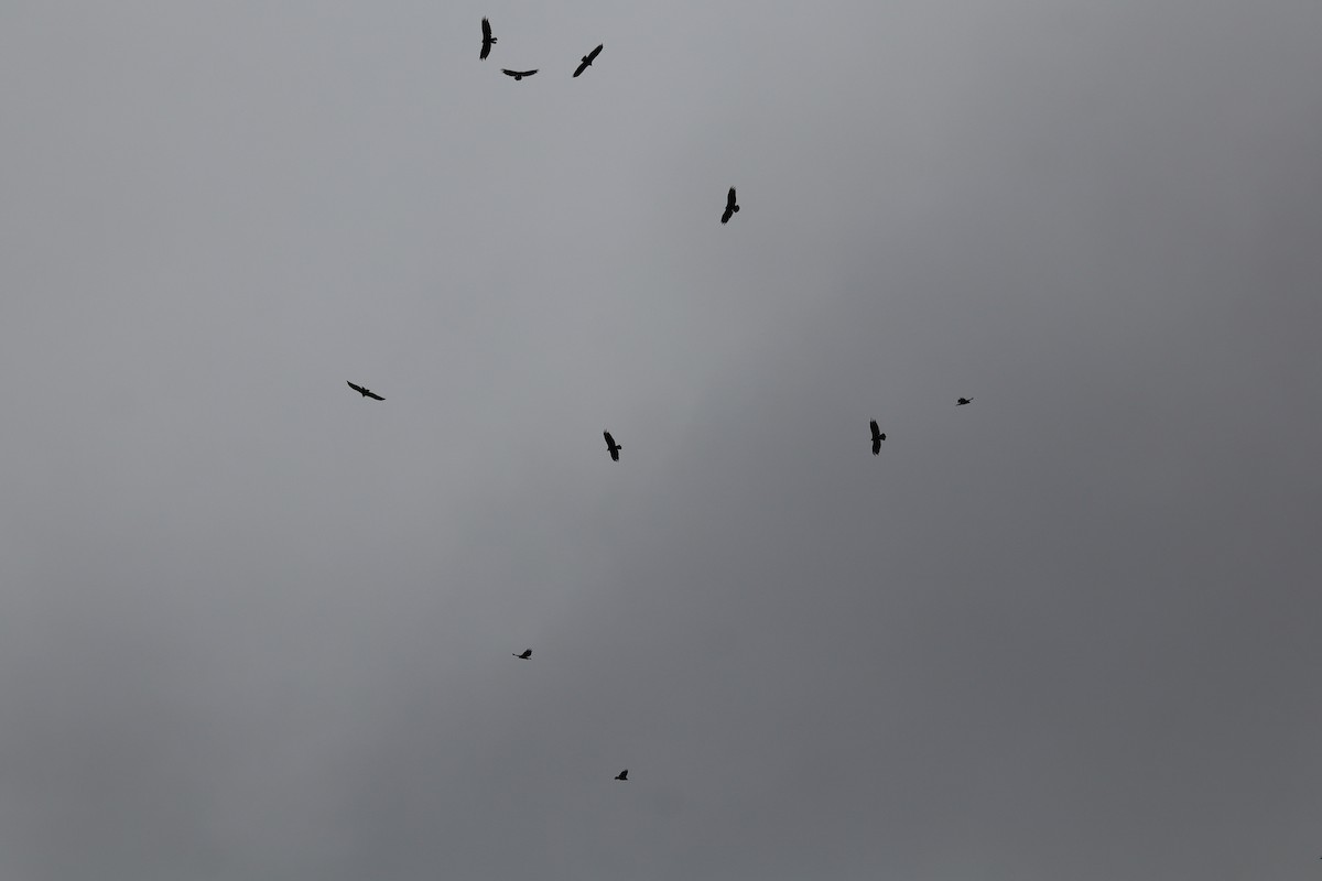 Turkey Vulture - ML638276483
