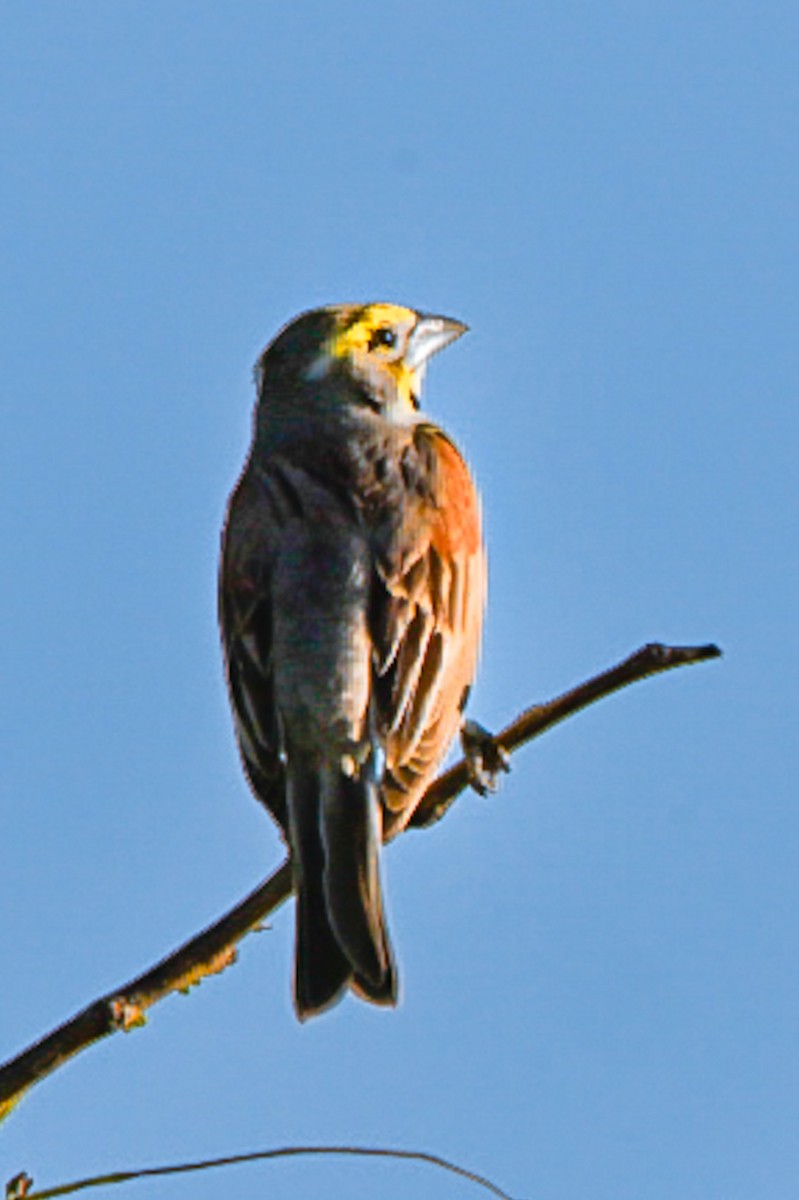 Dickcissel - ML638276485