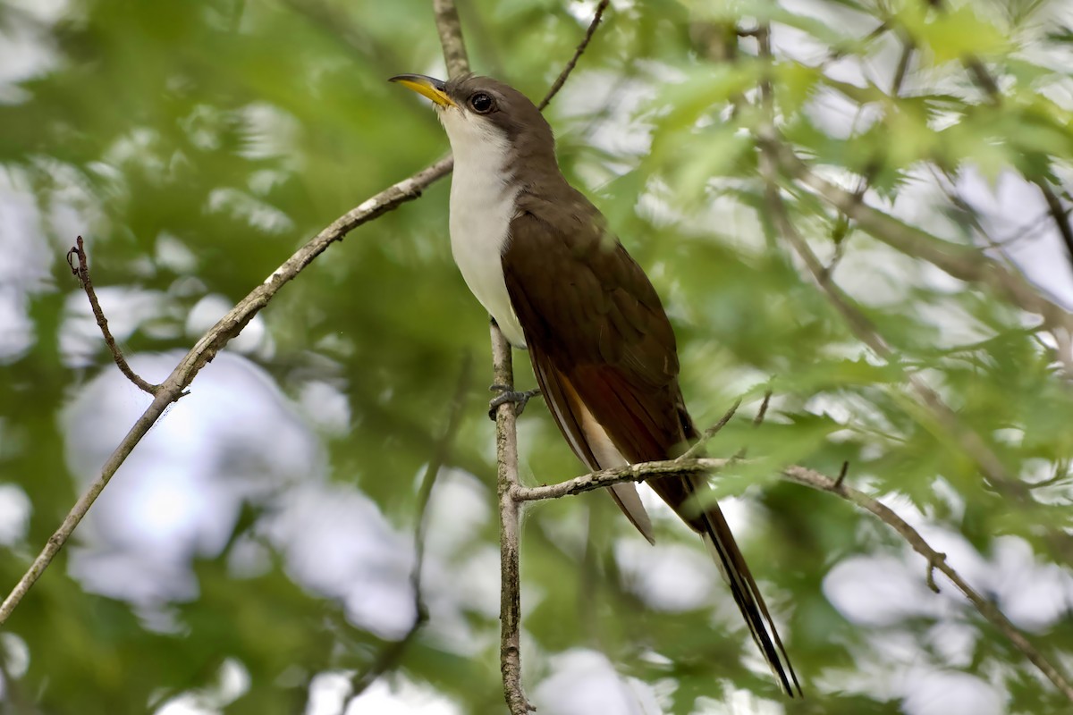 Yellow-billed Cuckoo - ML638276488